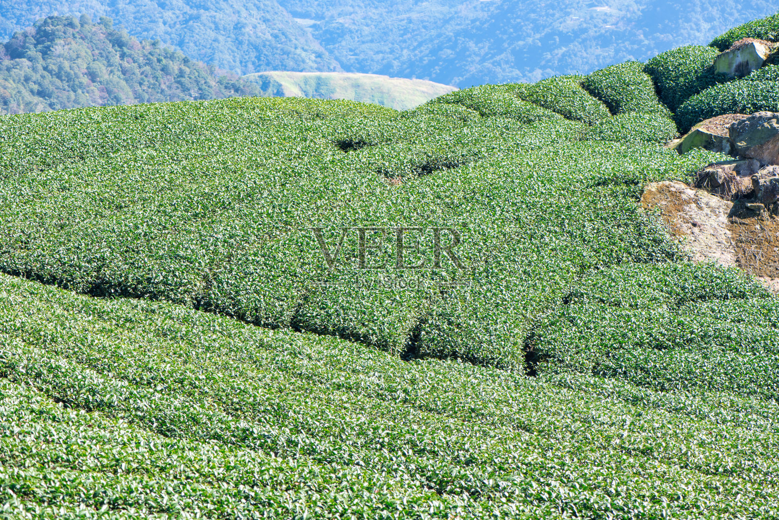 美丽的绿茶种植园一排排蓝天白云，设计理念为清新的茶叶产品背景。照片摄影图片