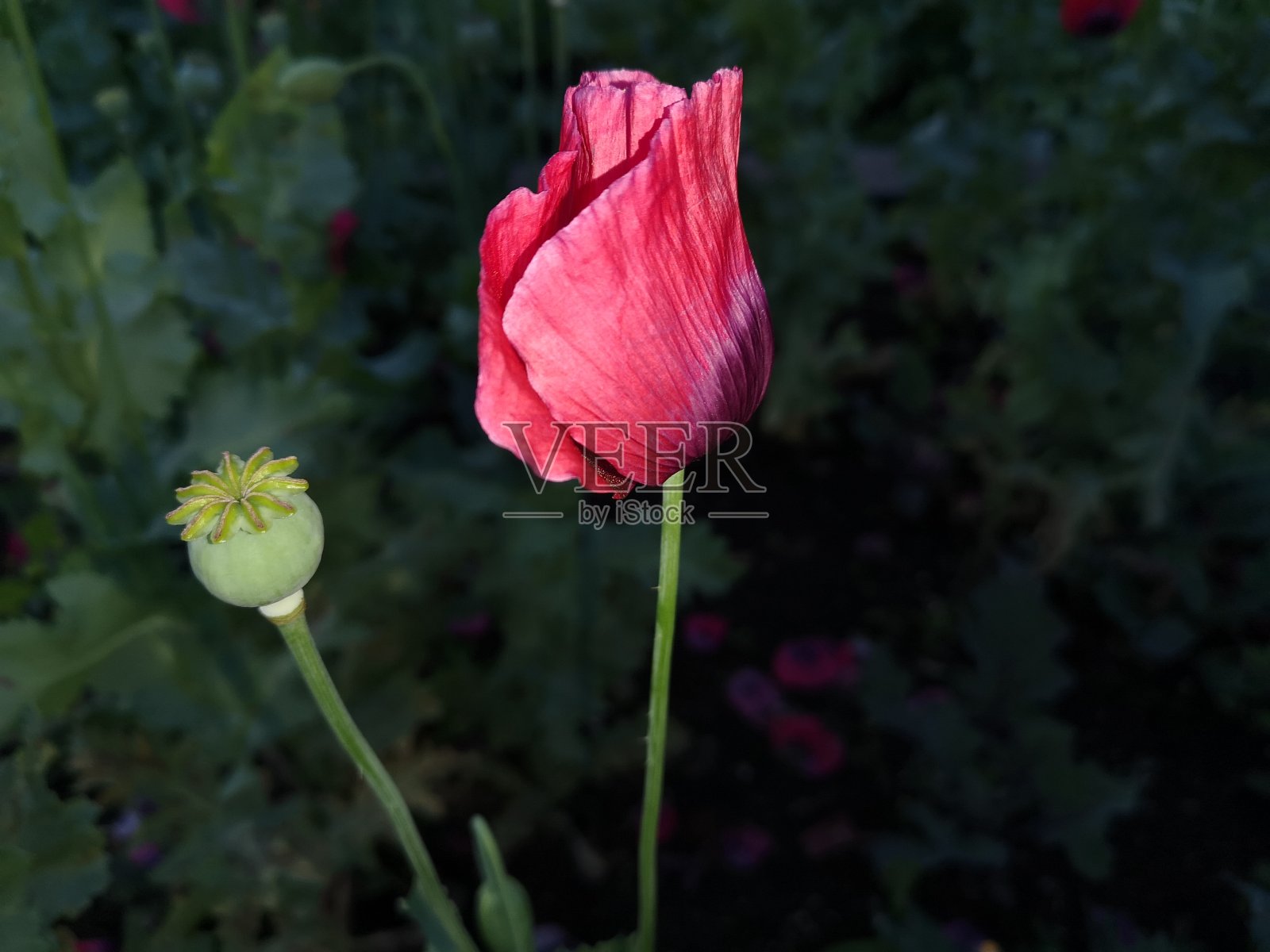 罂粟植物照片摄影图片