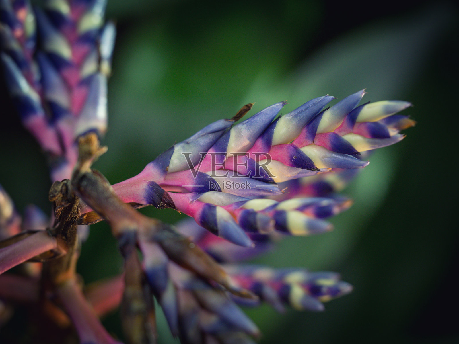 凤梨科植物，蓝雨特写照片摄影图片