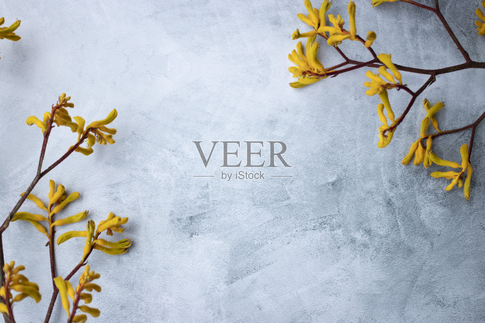 黄花袋鼠腿在大理石背景照片摄影图片