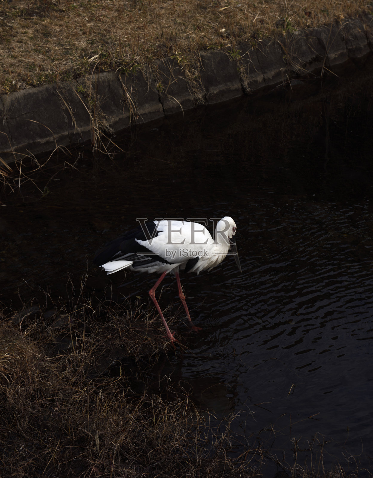 池塘里的白鹳照片摄影图片