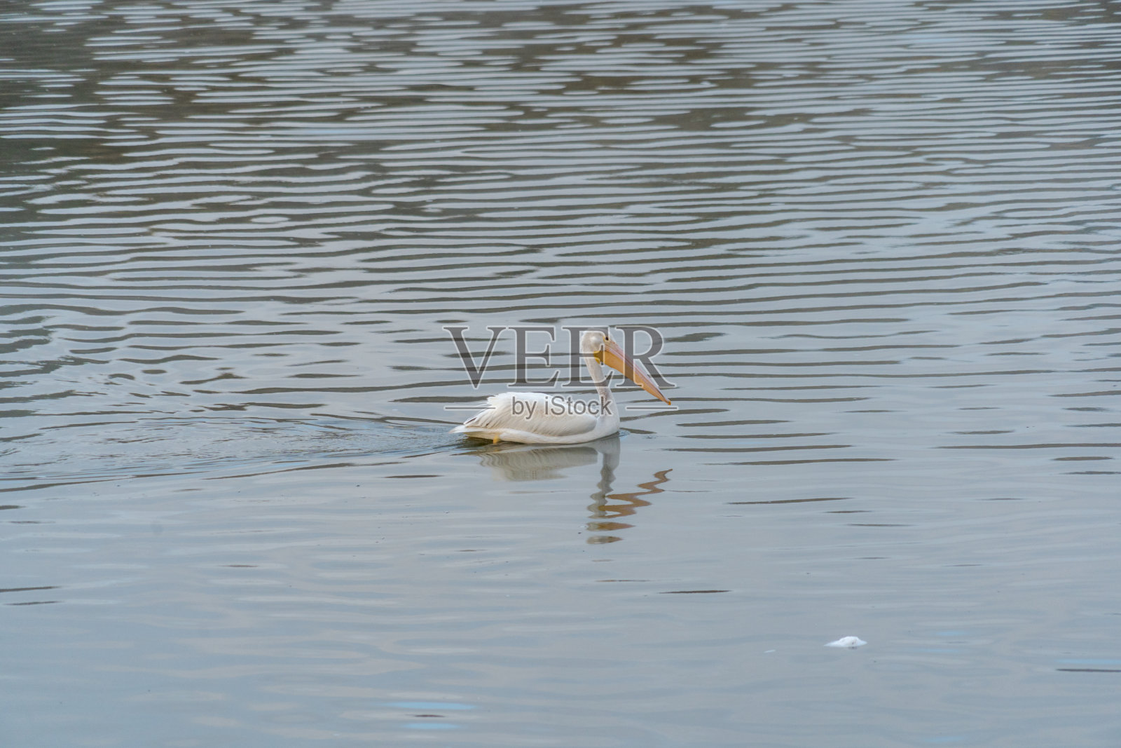 克拉马斯瀑布白鹈鹕照片摄影图片