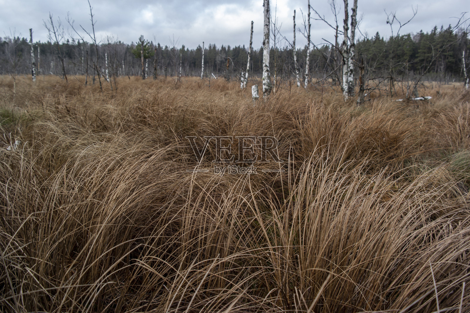 大自然小径，沼泽上的木路，秋天的夕阳。照片摄影图片