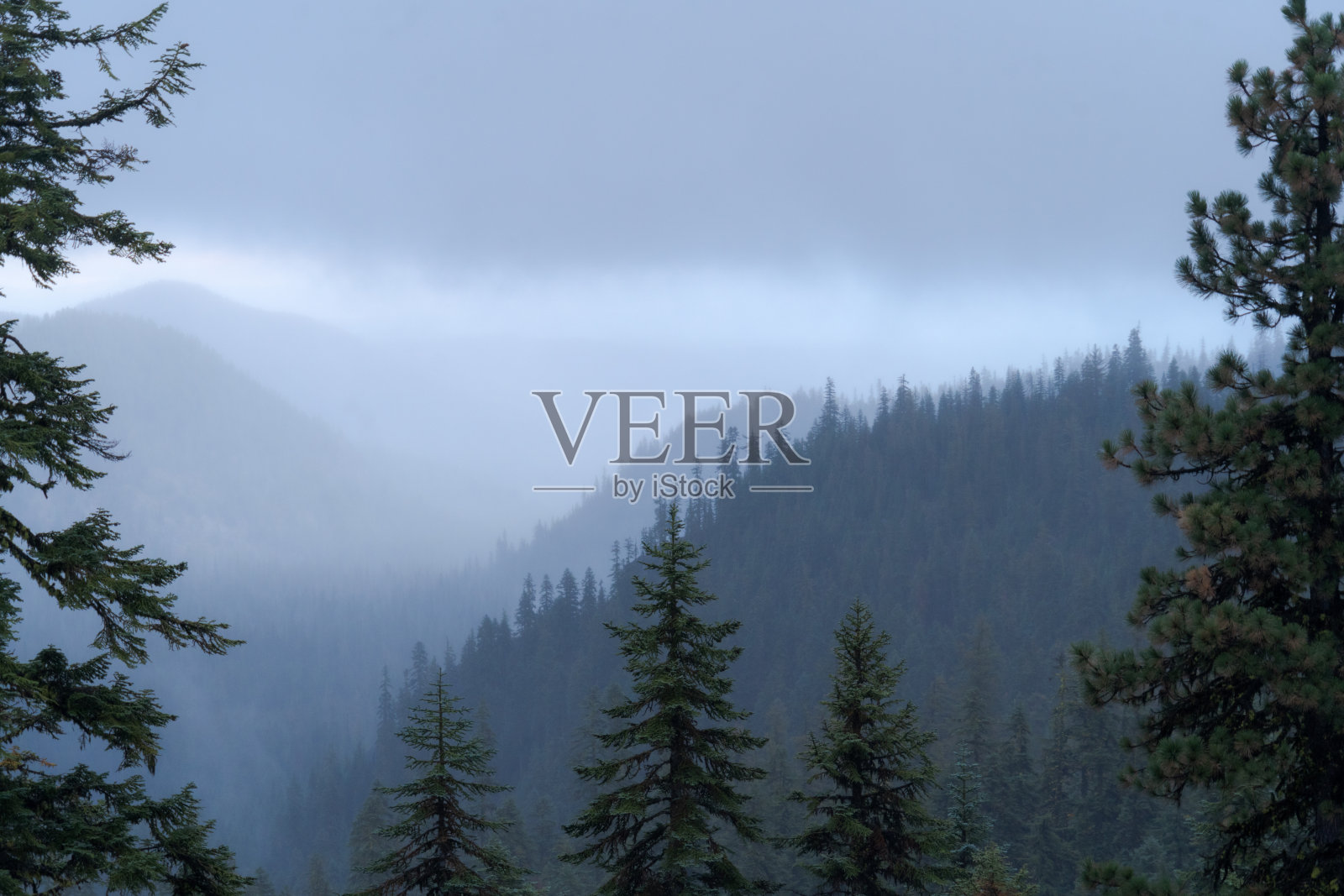 多雾的森林场景。松林。俄勒冈州。火山口湖国家公园照片摄影图片