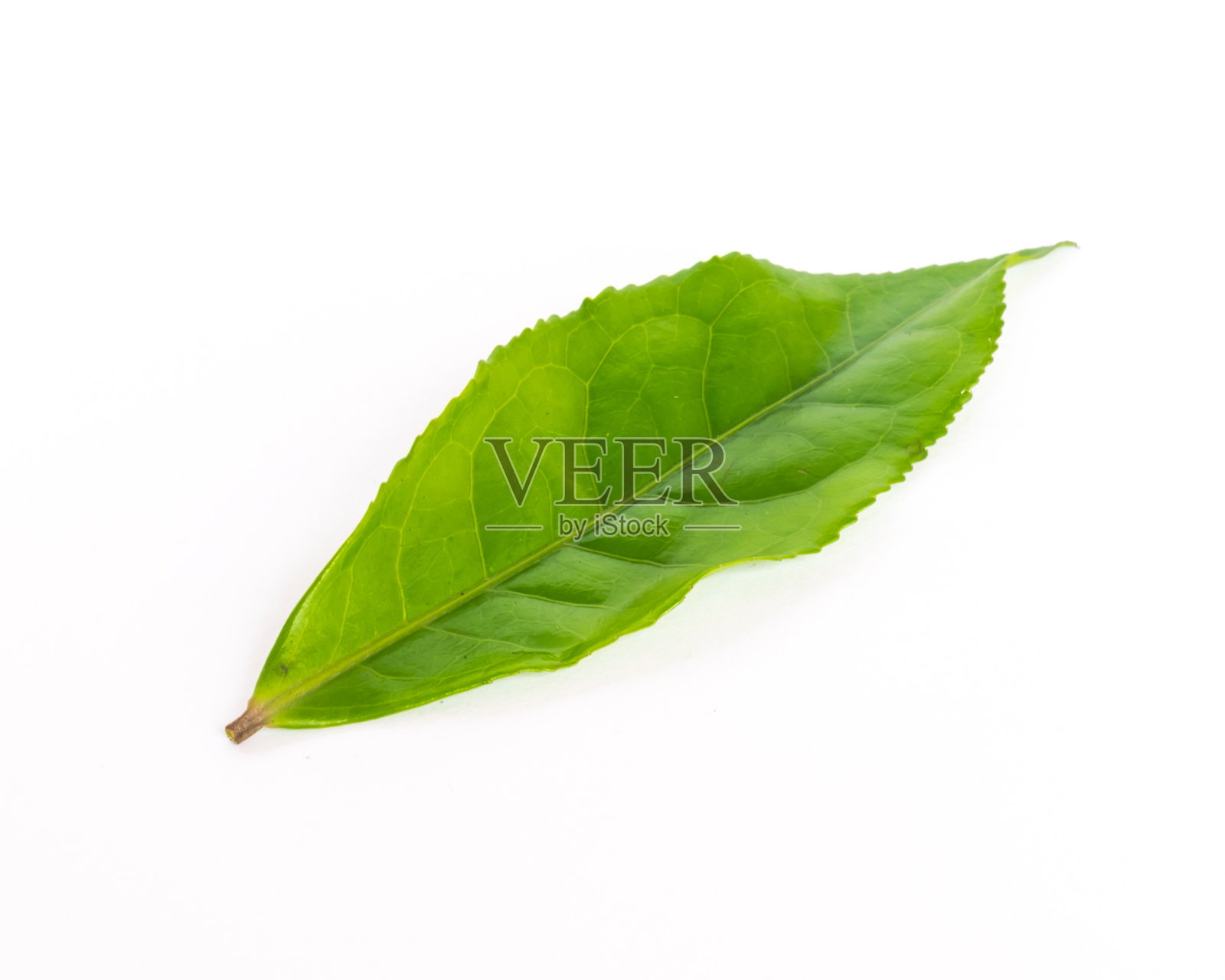 工作室在白色背景上拍摄了一片孤立的有机绿茶叶子照片摄影图片
