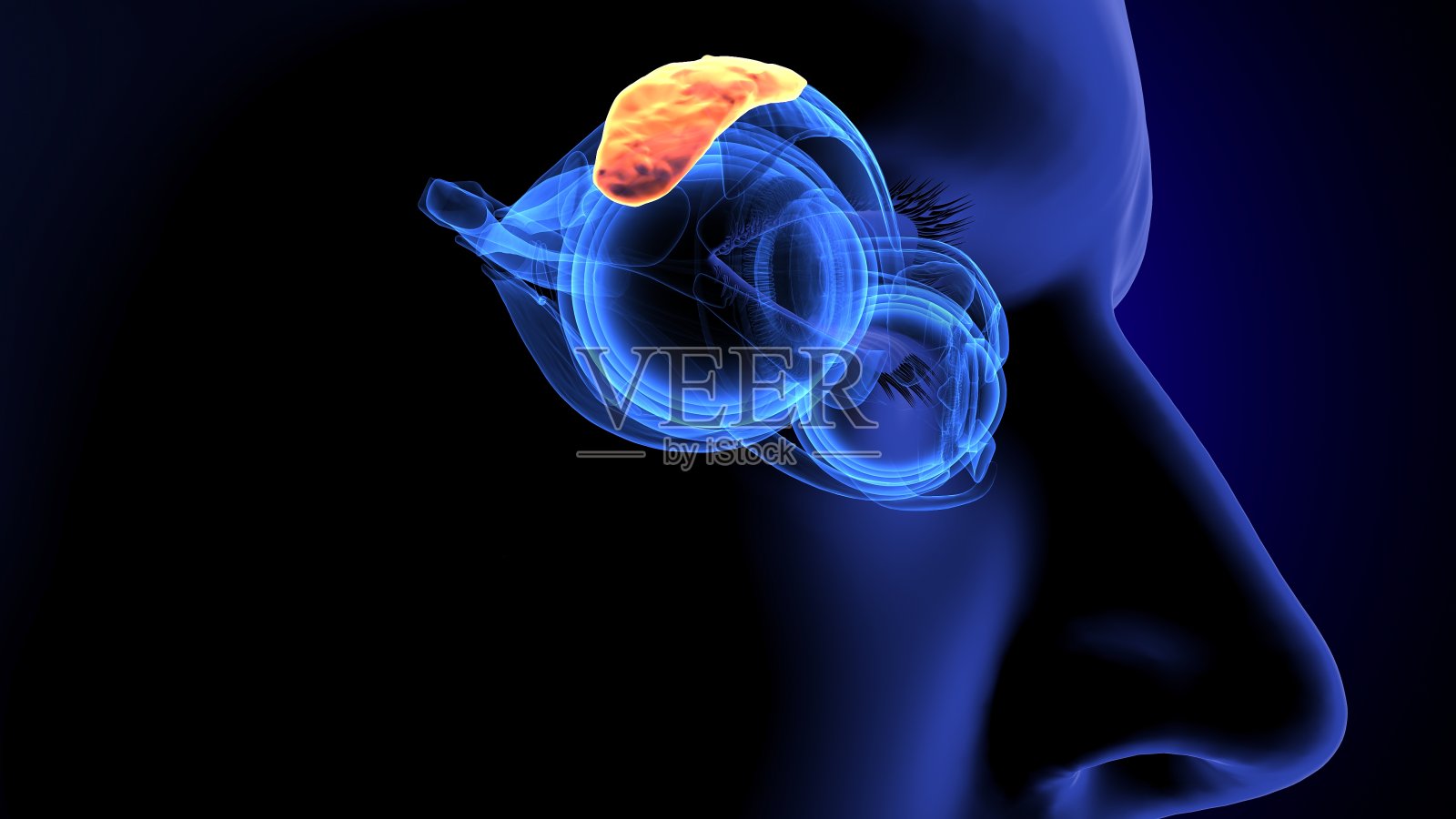 眼解剖的3d渲染照片摄影图片