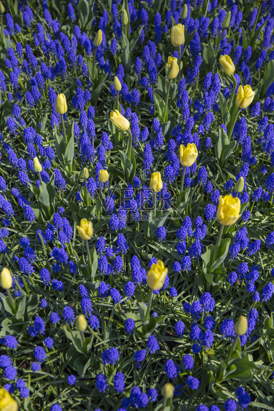 郁金香田在春天开花照片摄影图片