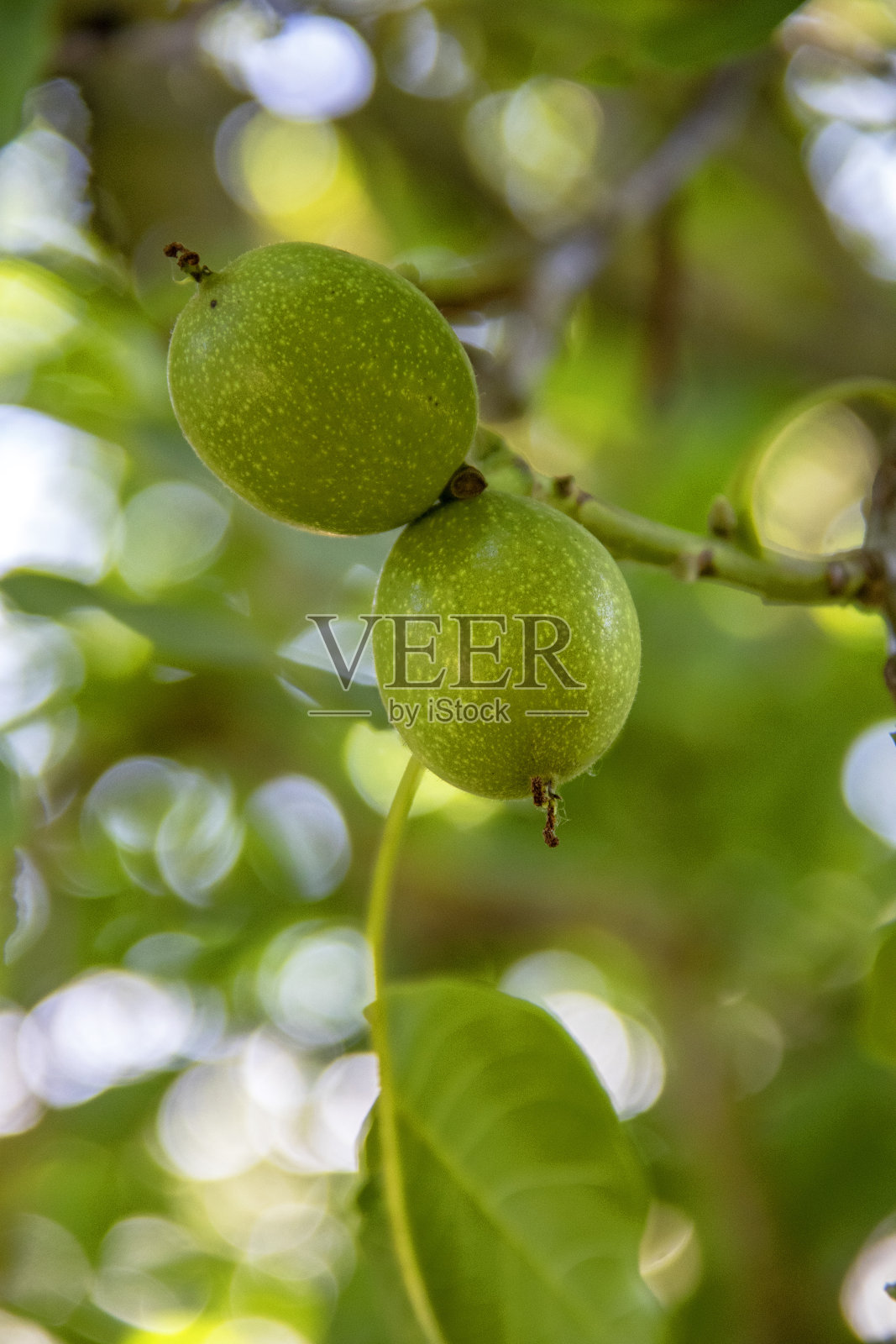 在树上的绿色坚果的壳照片摄影图片