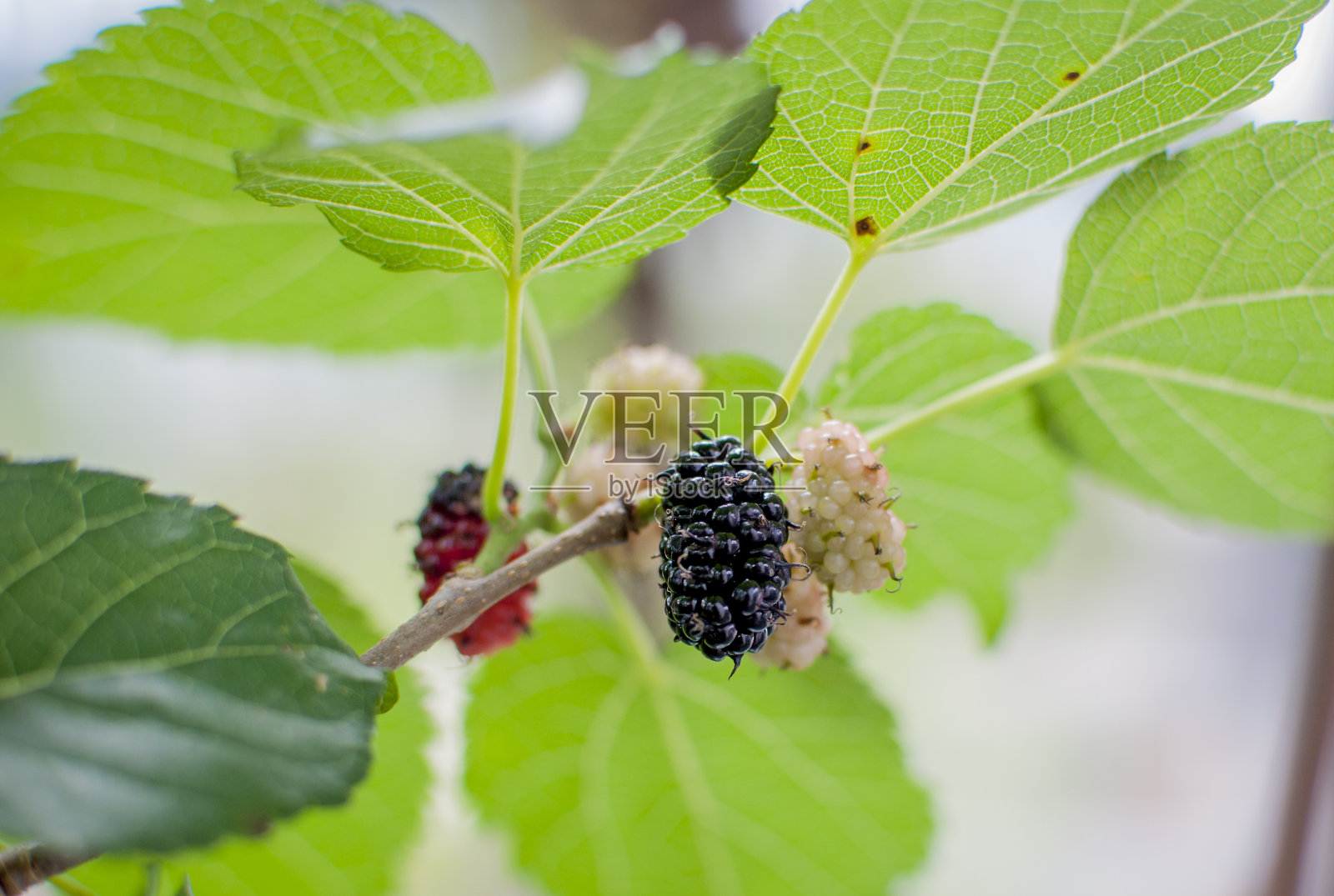 黑桑葚在树上的观点照片摄影图片