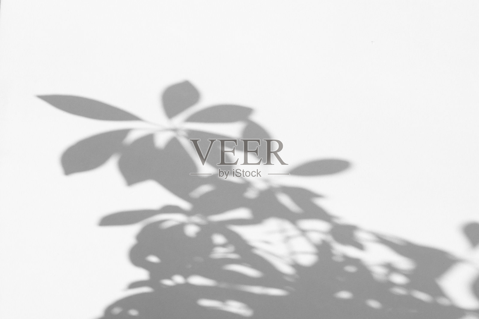 白墙上植物的影子。抽象的背景。空间的文本。照片摄影图片