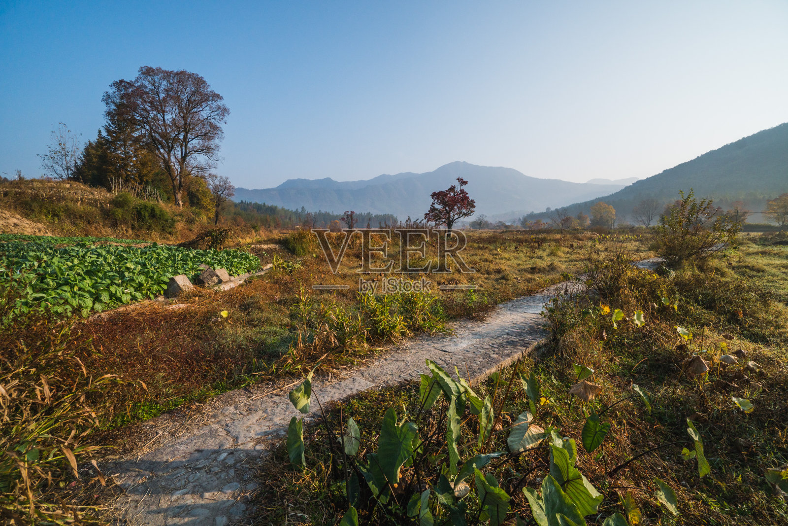 风景如画的秋日清晨，黄汉地区的乡村，靠近中国易县的宏村和塔川村照片摄影图片