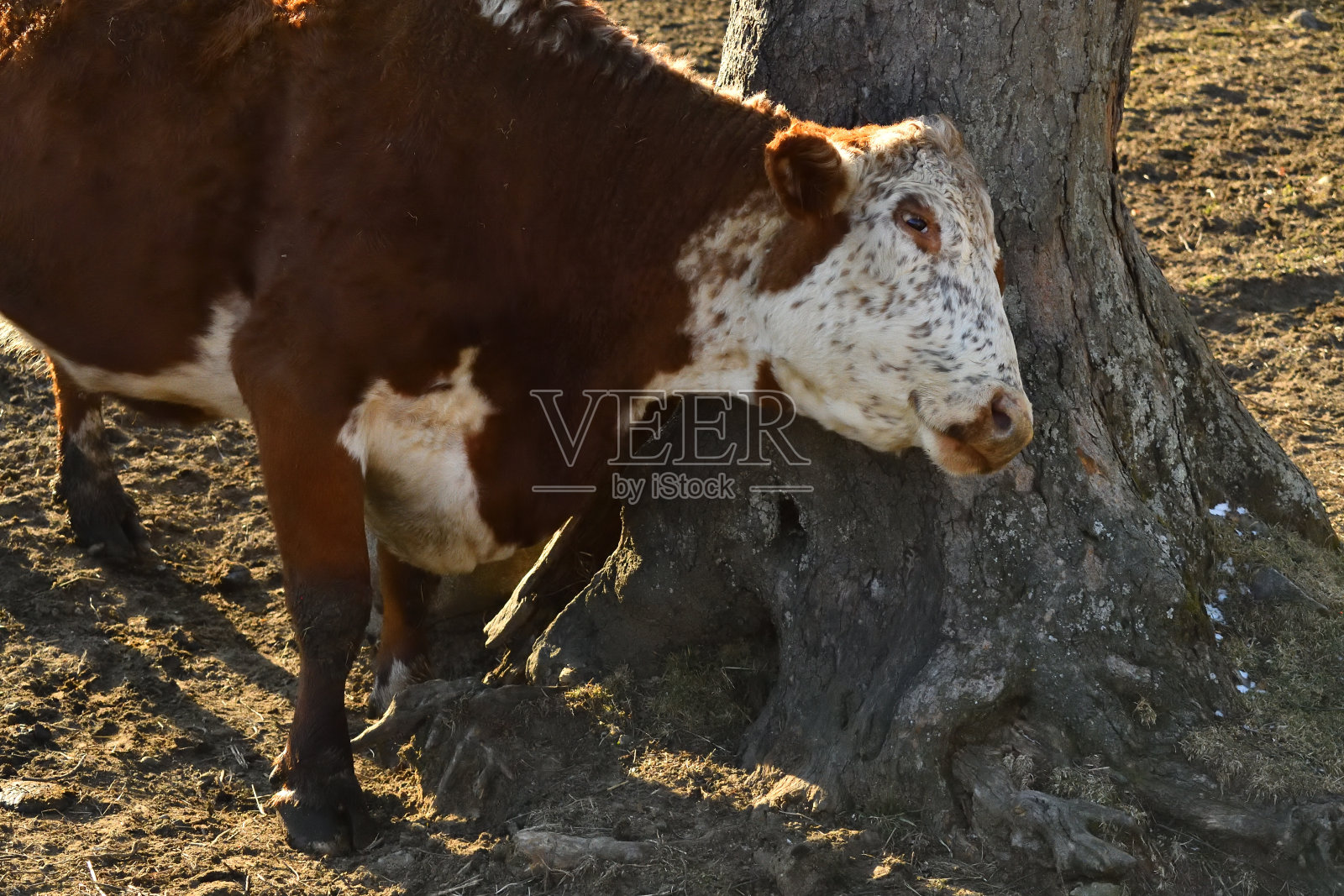 奶牛抓痒照片摄影图片