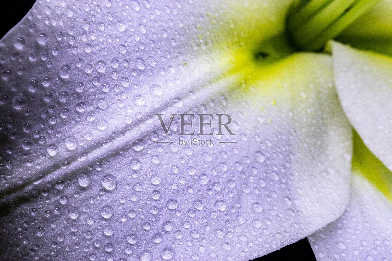 白色百合花特写照片摄影图片