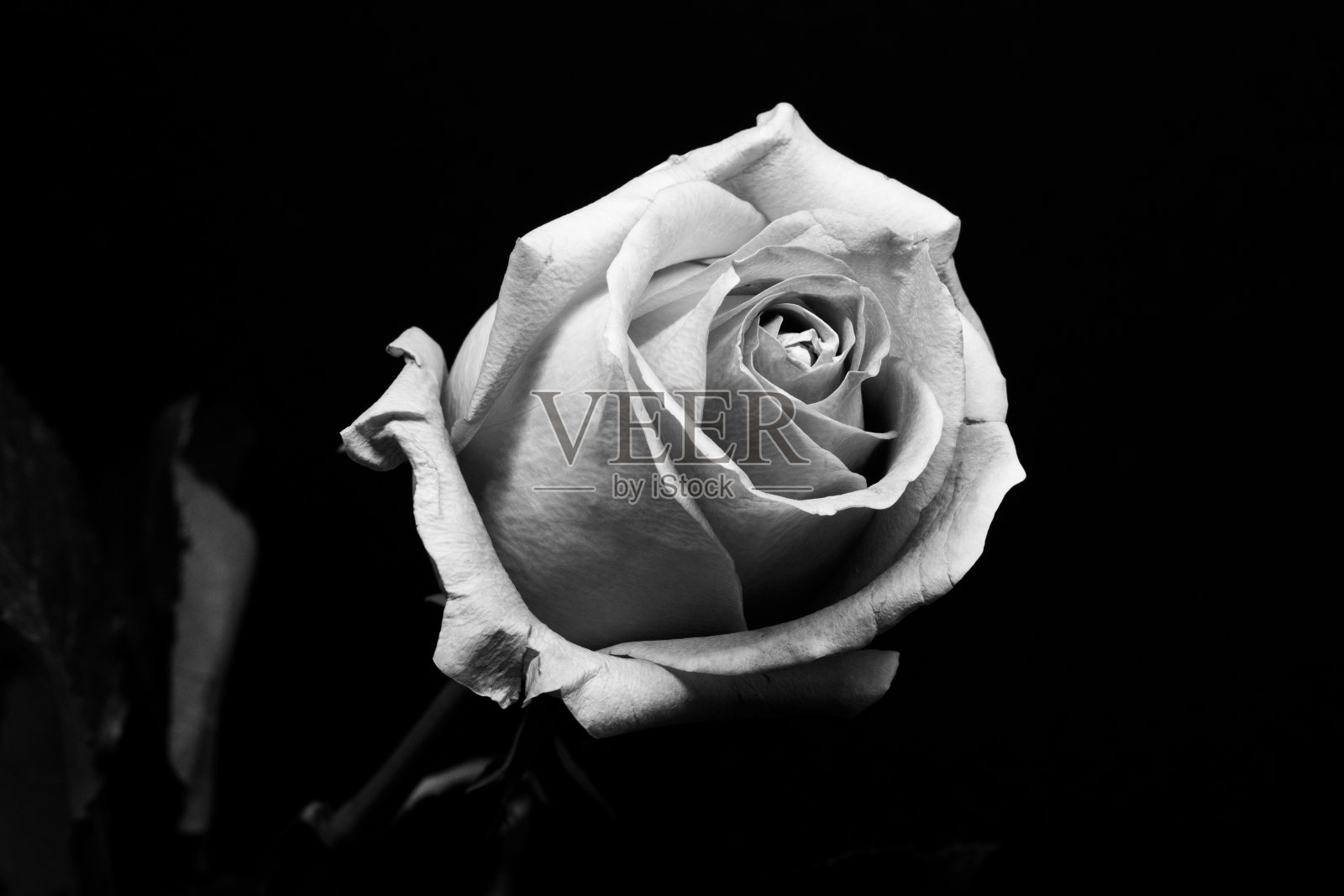 粉色玫瑰特写（黑白）照片摄影图片