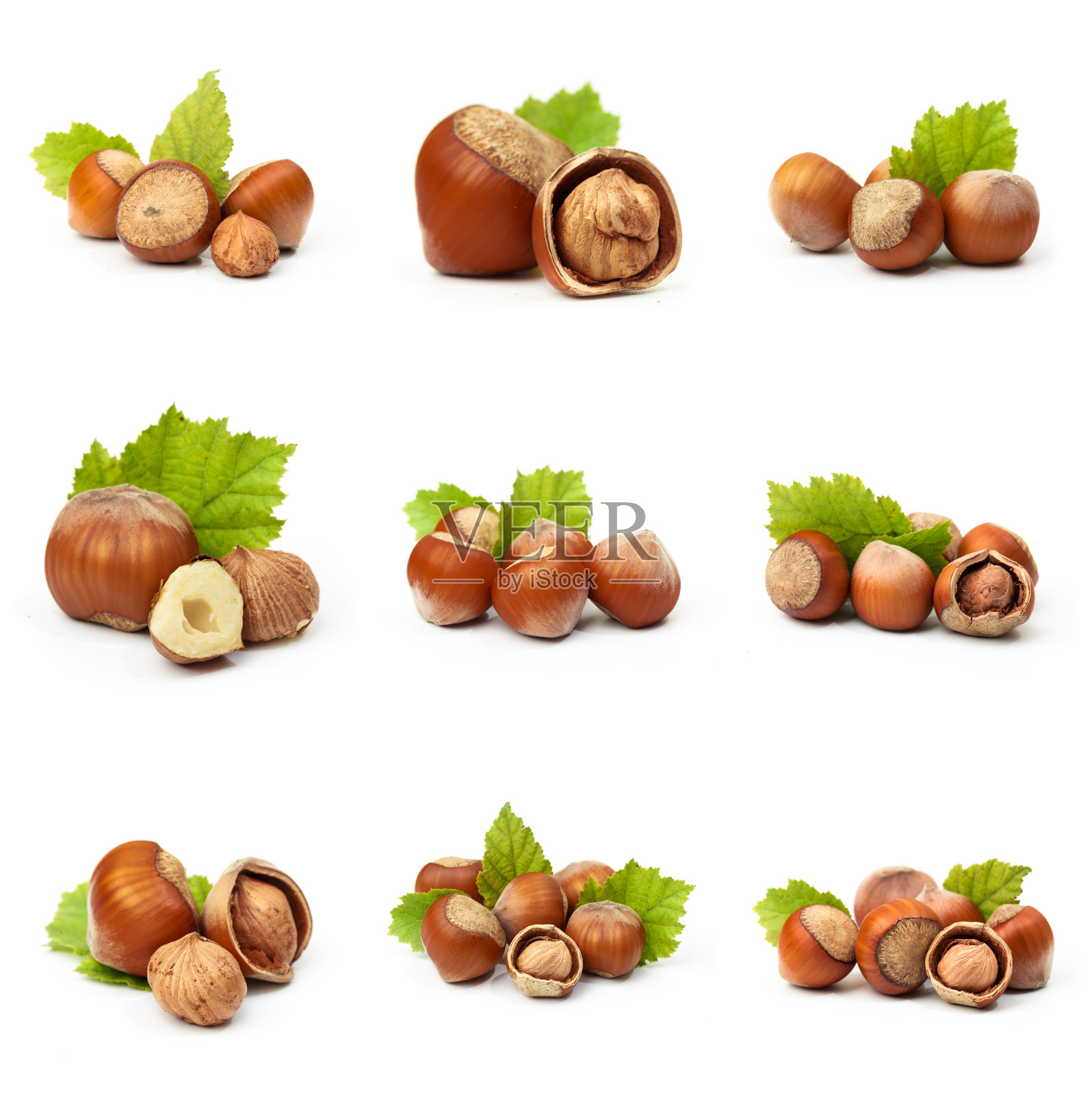榛果许多叶子孤立在白色背景上作为包装设计元素照片摄影图片