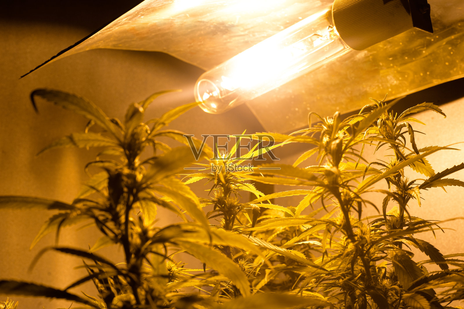 医用绿色大麻花蕾栽培，钠灯下室内种植照片摄影图片
