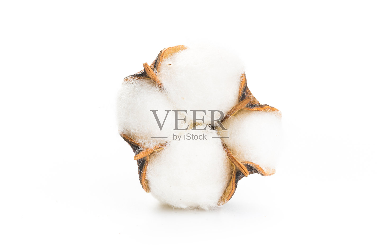 美丽的蓬松的棉花花在白色的背景照片摄影图片