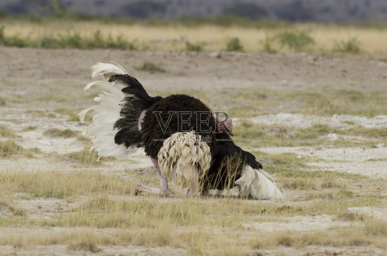 鸵鸟照片摄影图片