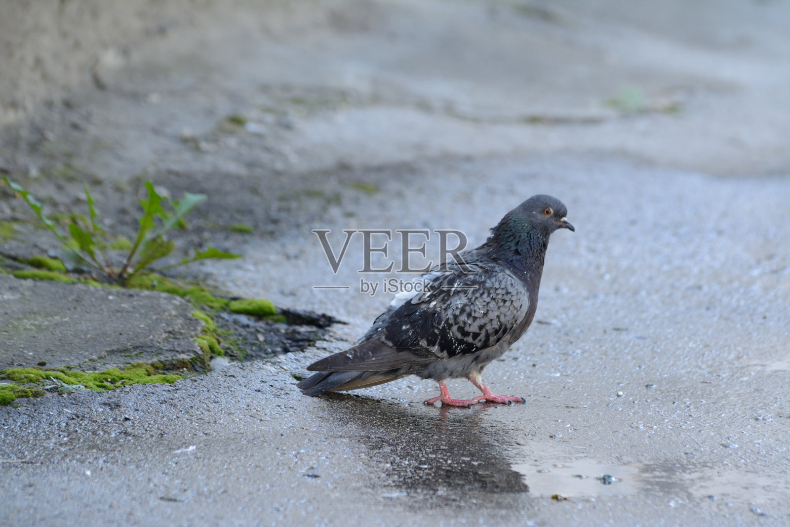 皮金走在潮湿的人行道上照片摄影图片