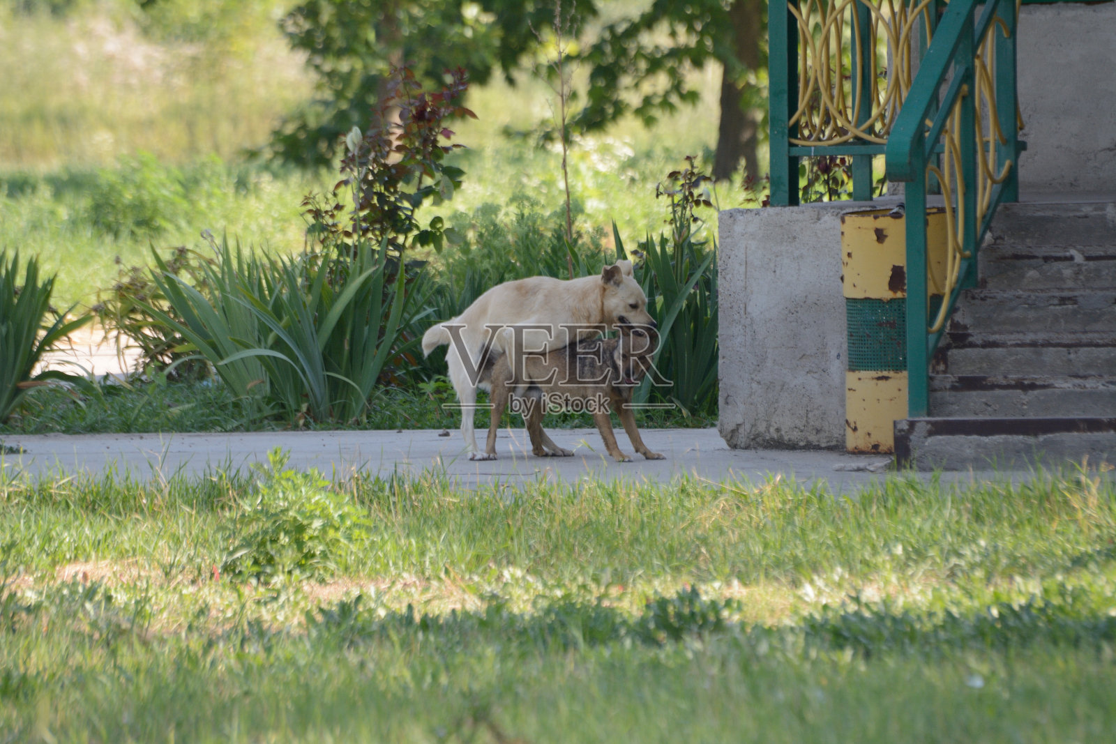 狗在公园里交配照片摄影图片