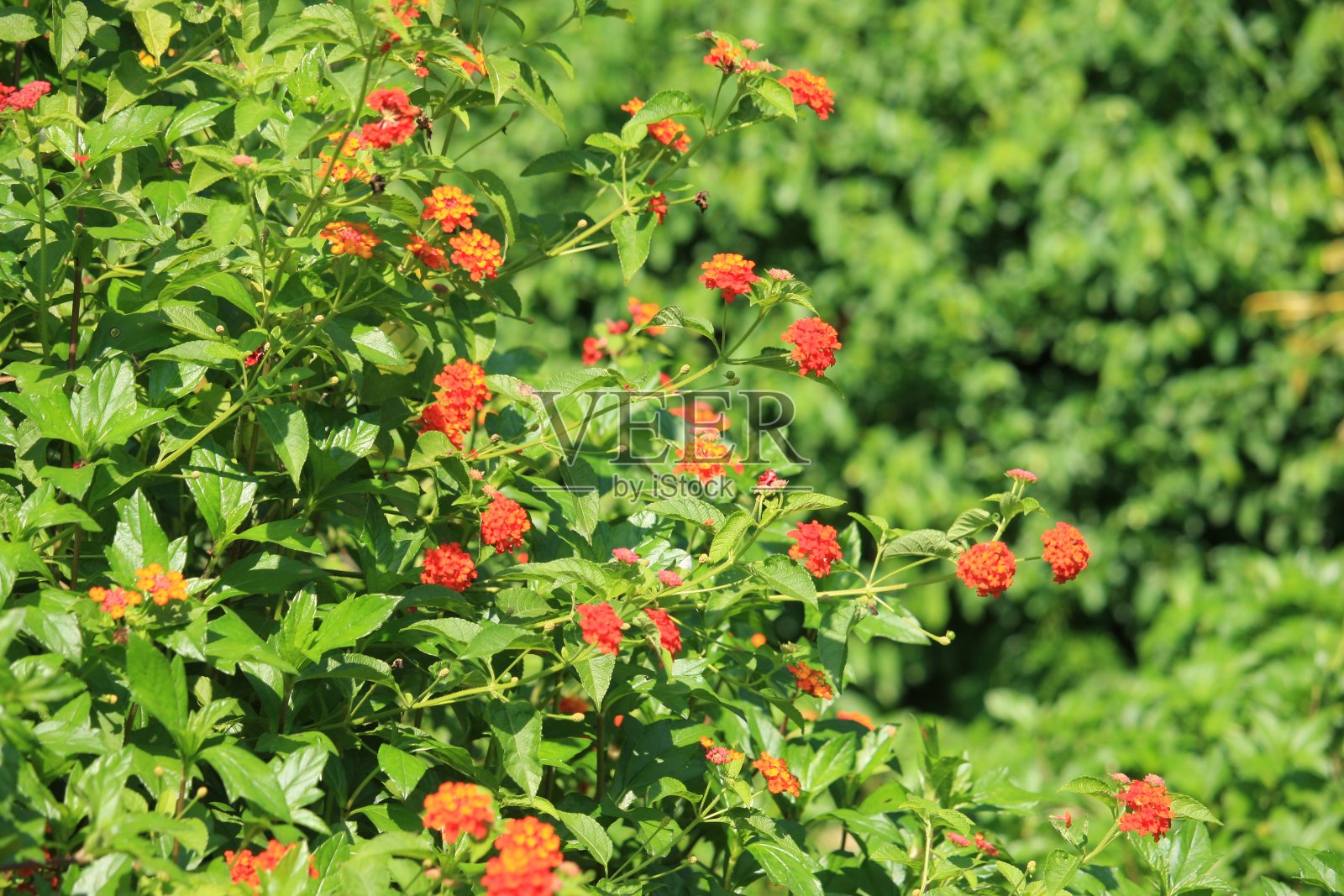 兰塔纳卡马拉花园照片摄影图片