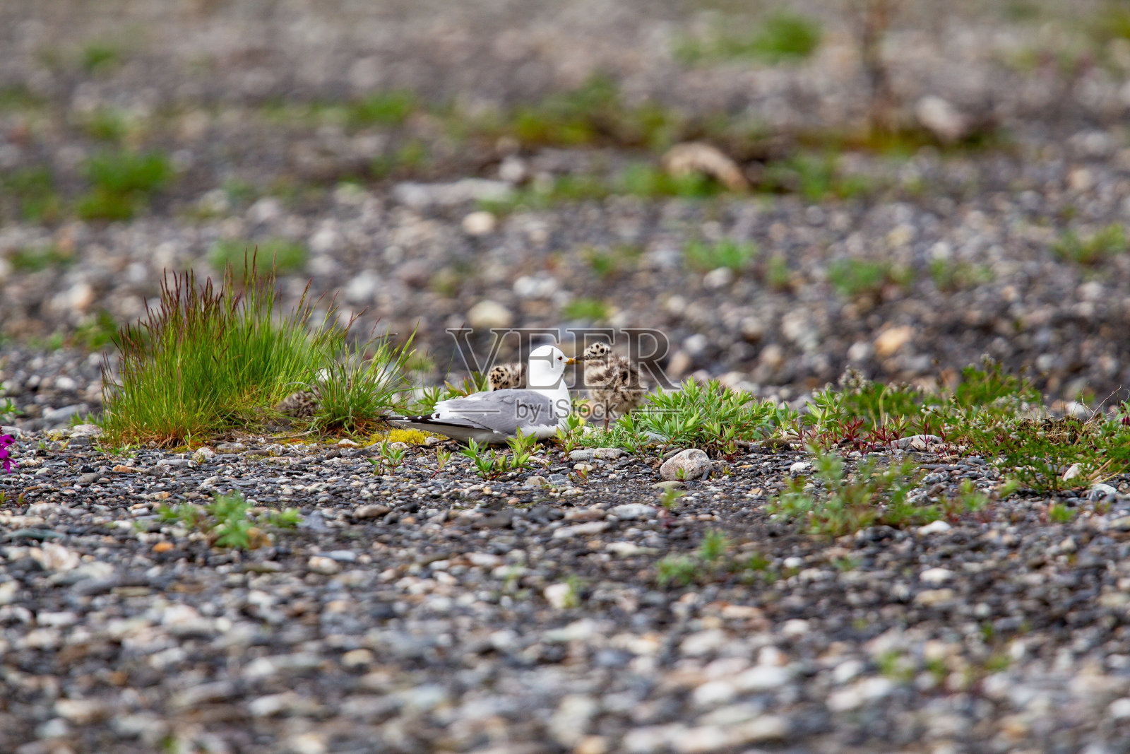 阿拉斯加的海鸥和伪装雏鸟照片摄影图片
