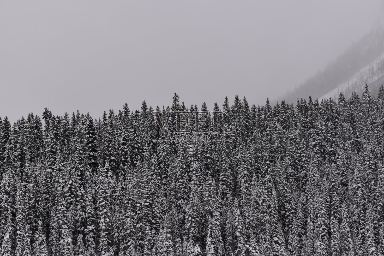 露易丝湖-冬天的森林和山脉照片摄影图片