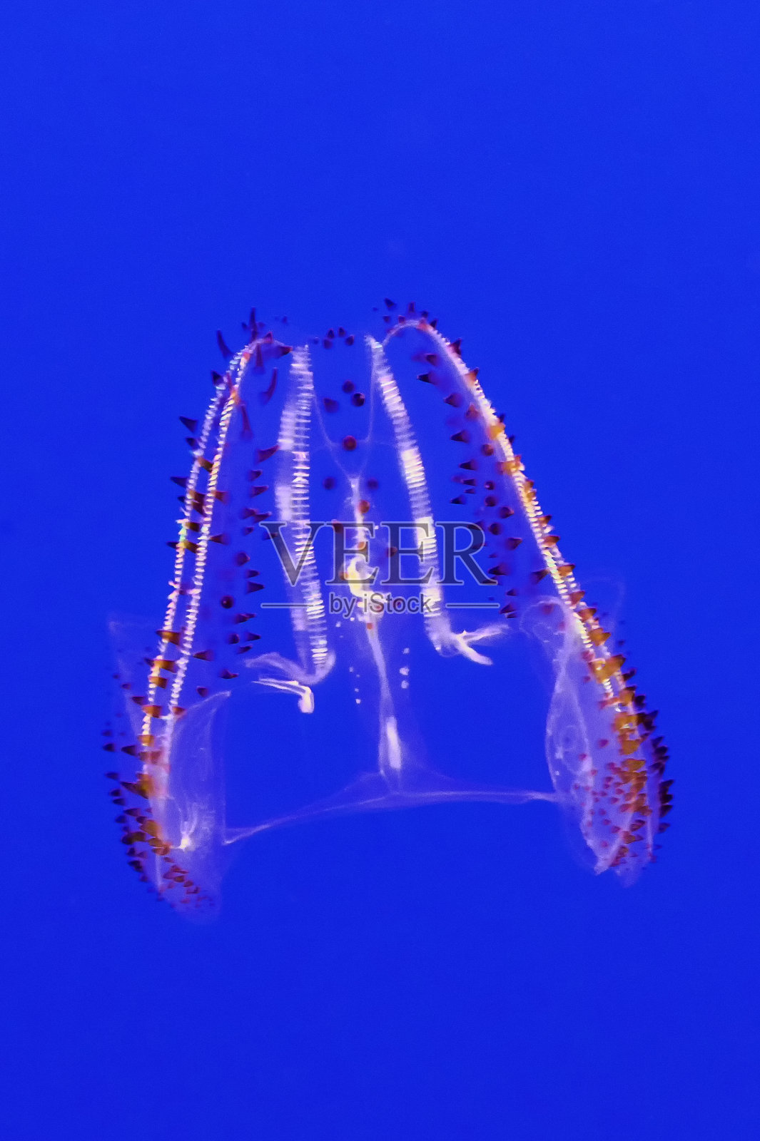 斑点栉水母-白花栉水母照片摄影图片