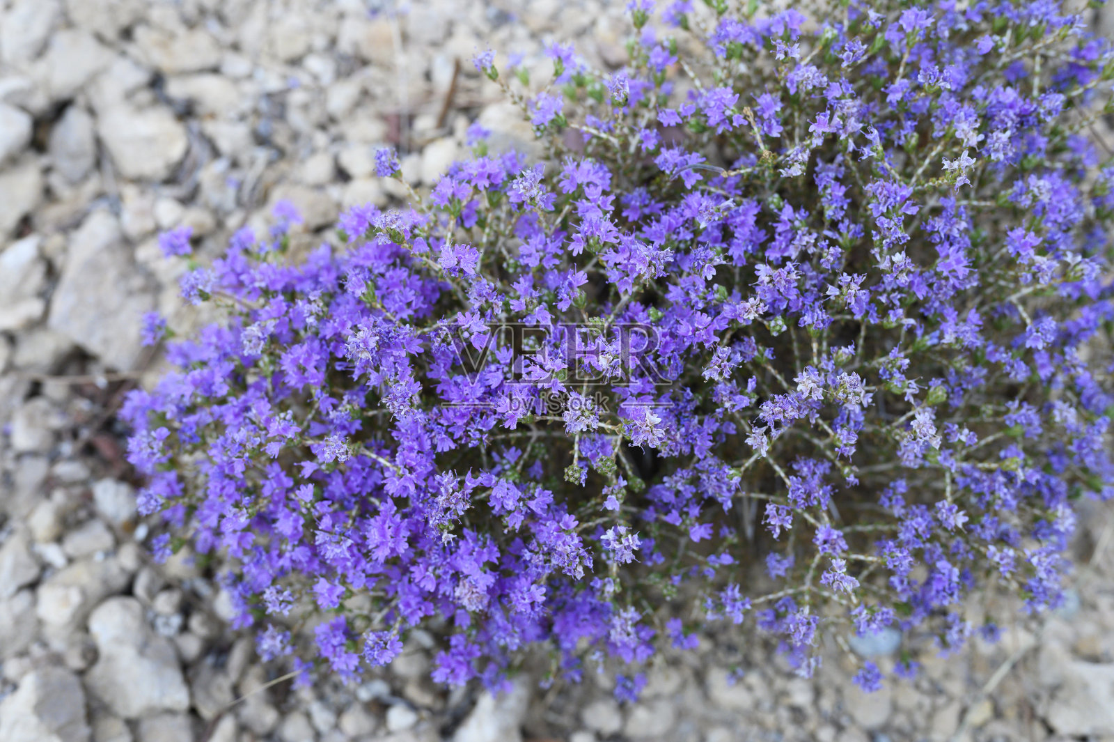 山中的希腊野生百里香丛中开着紫色的花照片摄影图片