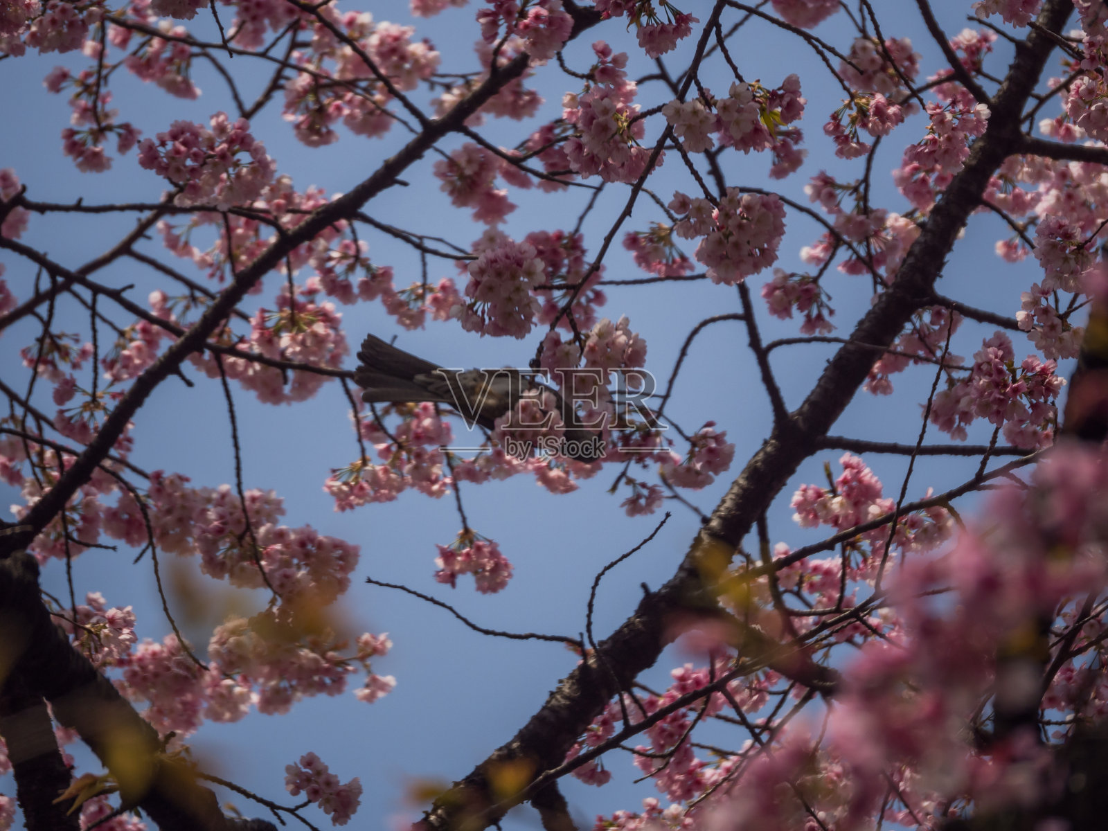 樱花照片摄影图片