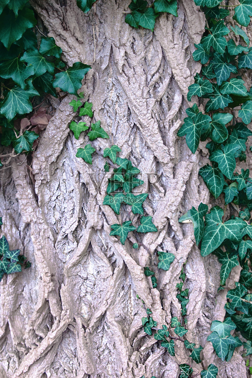 灰色老树皮上的绿葡萄叶子。欧洲,生态。照片摄影图片
