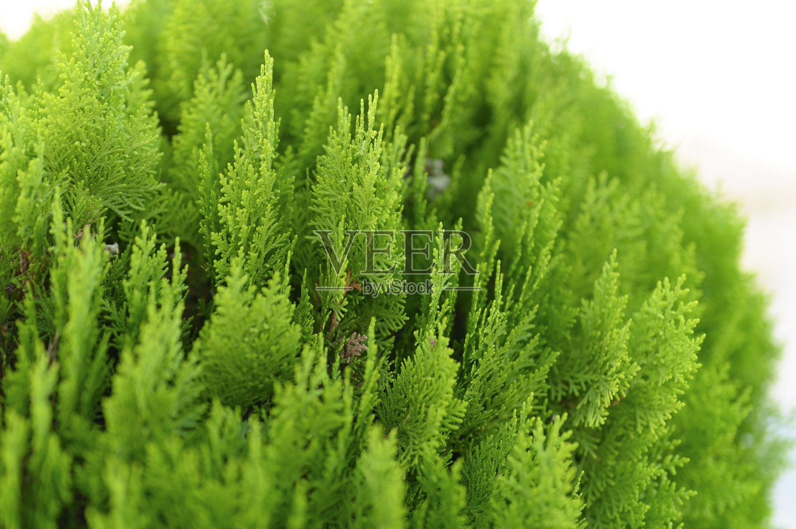 在绿色的背景上，美丽的绿色圣诞树叶的Thuja树特写。西花蓟马是一种常绿针叶树照片摄影图片