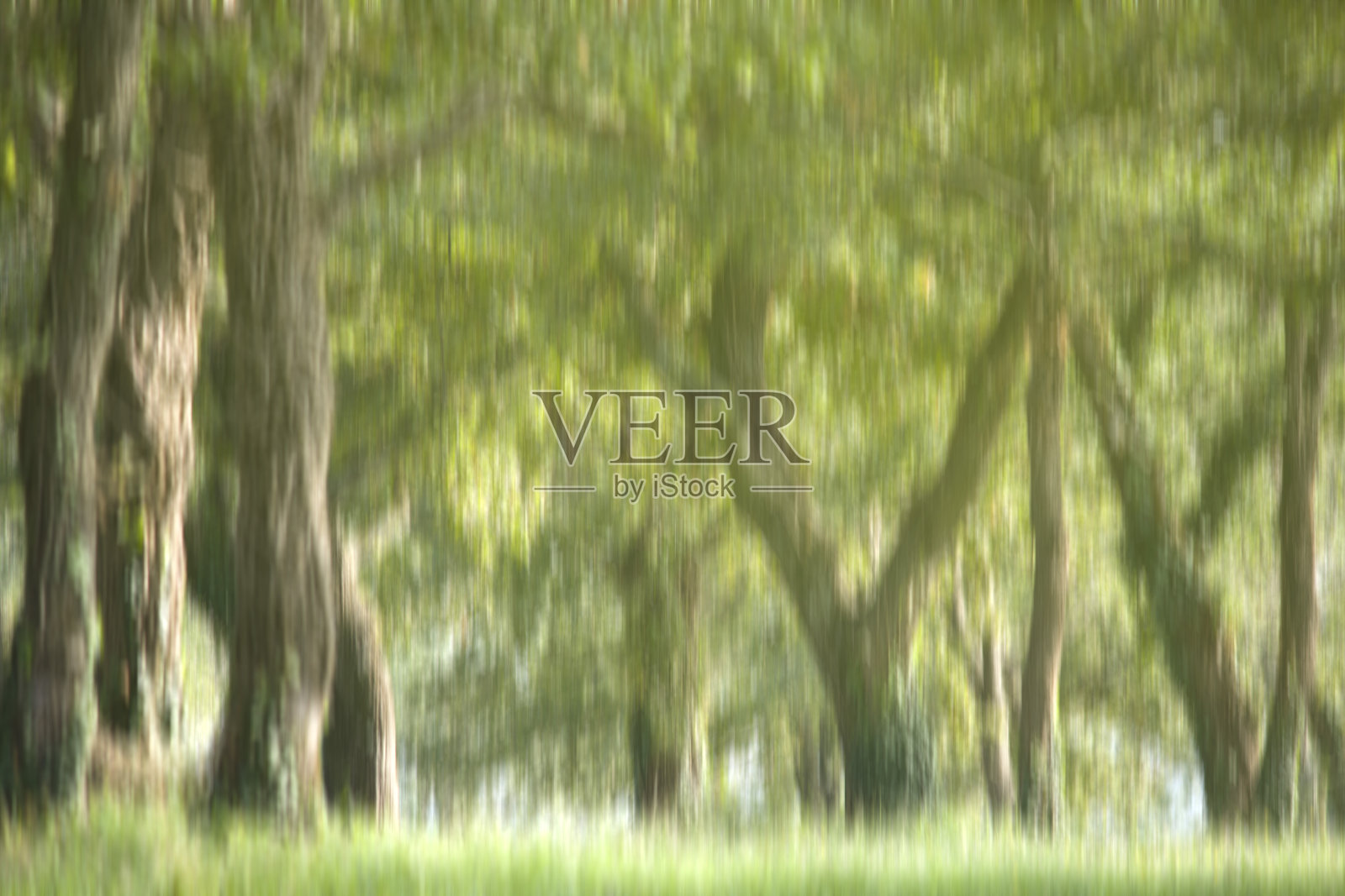 绿色模糊的背景橡树林S照片摄影图片