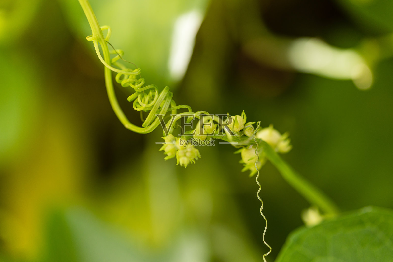 自然界中绿色植物的卷须照片摄影图片