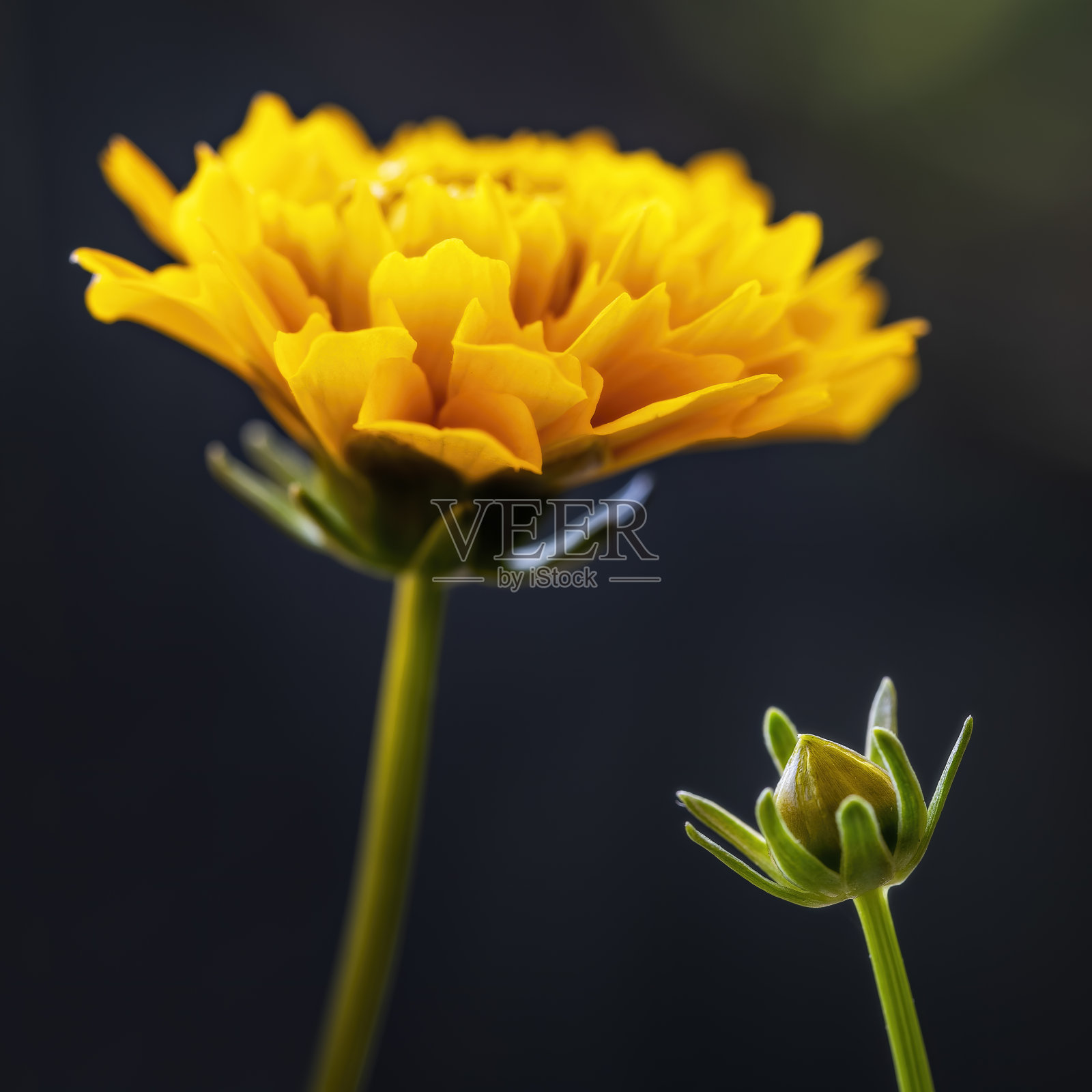 金球金冠花照片摄影图片