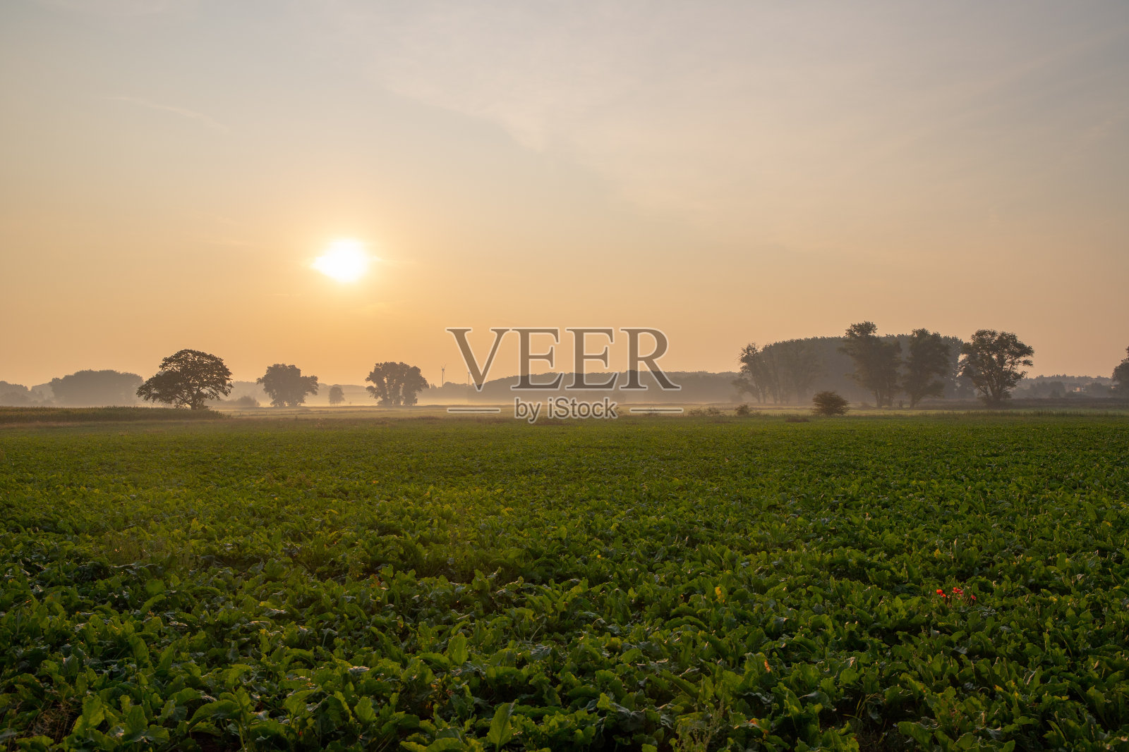 沙拉田在日出与雾堤照片摄影图片