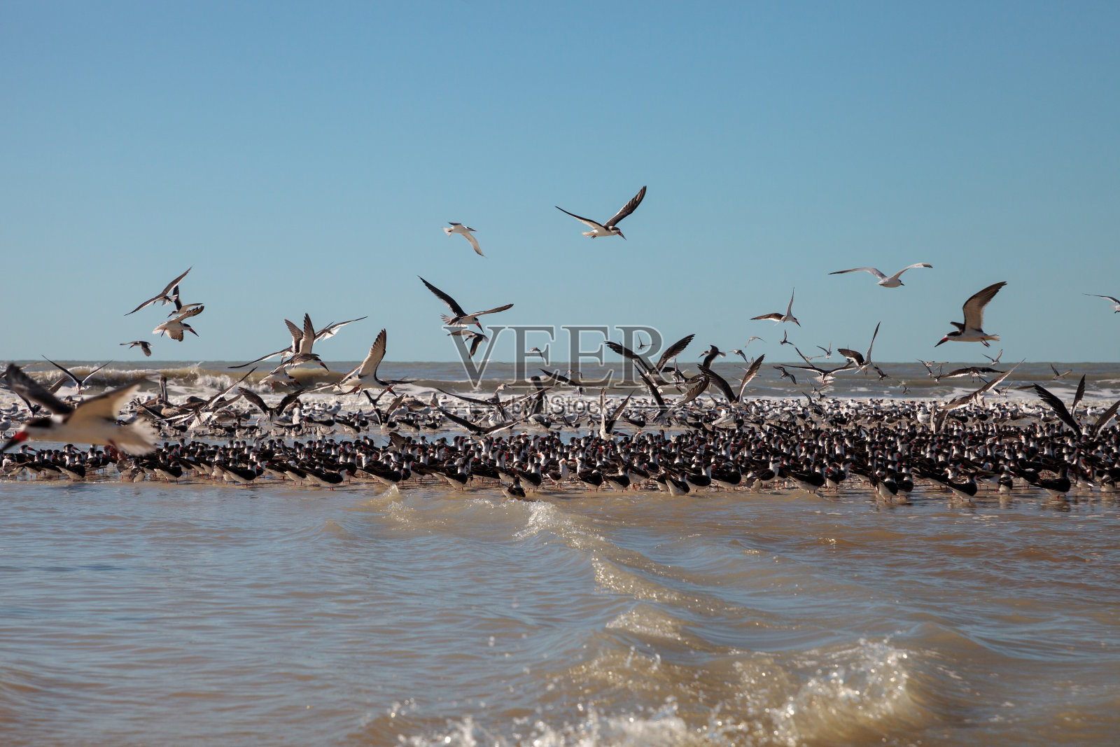 飞翔的黑燕鸥照片摄影图片
