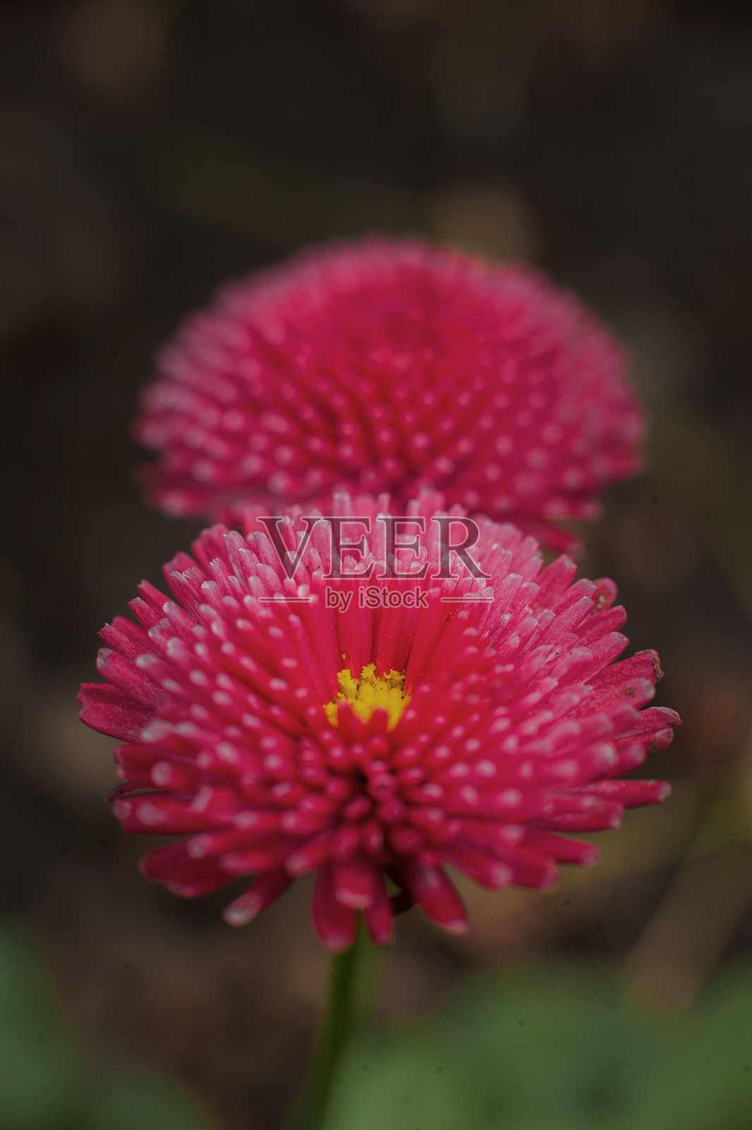 春卡盛开的雏菊概念。雏菊在黑暗和复制空间。Mody花卉雏菊照片摄影图片