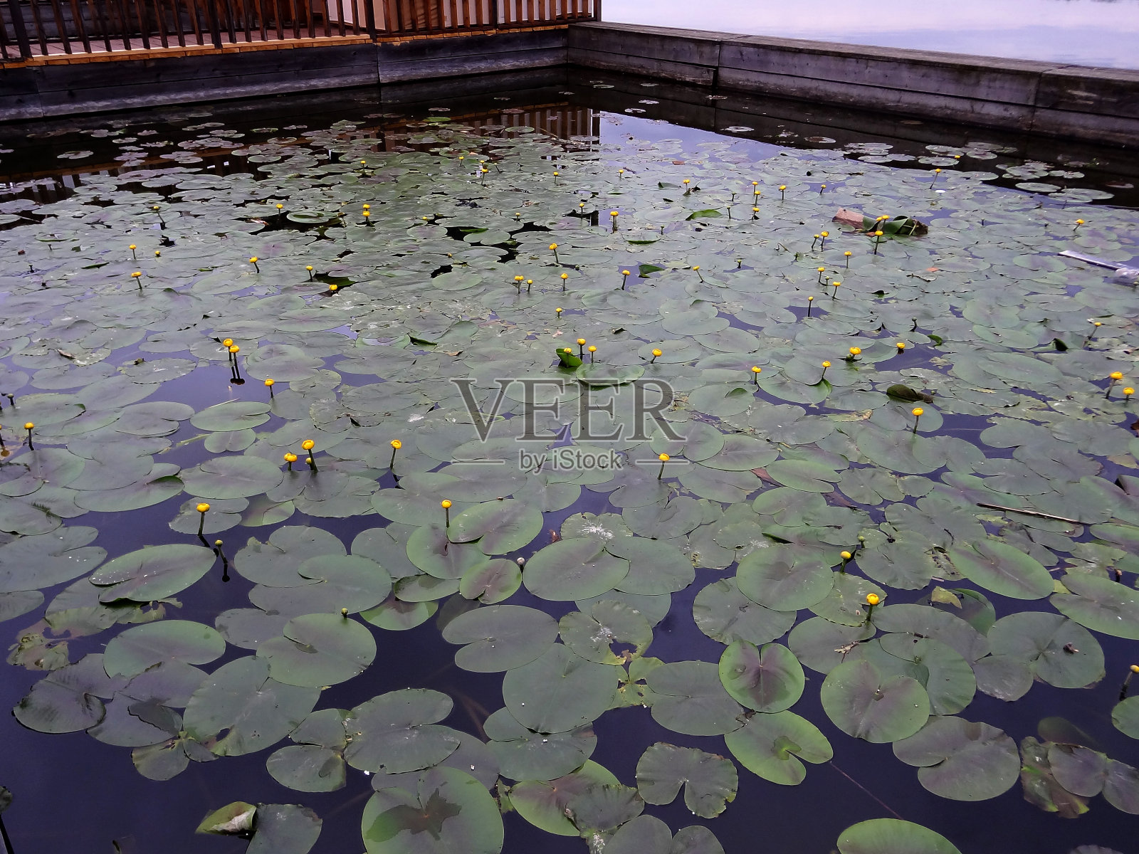 覆盖着黄色百合花的湖照片摄影图片