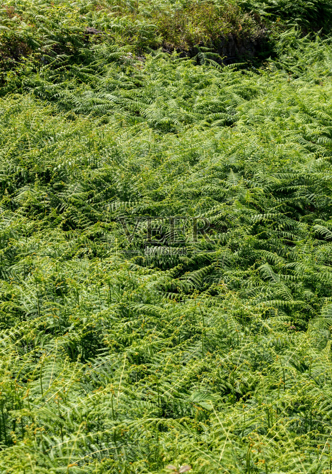 葡萄牙马德拉岛的一种具有干草香味的蕨类植物照片摄影图片