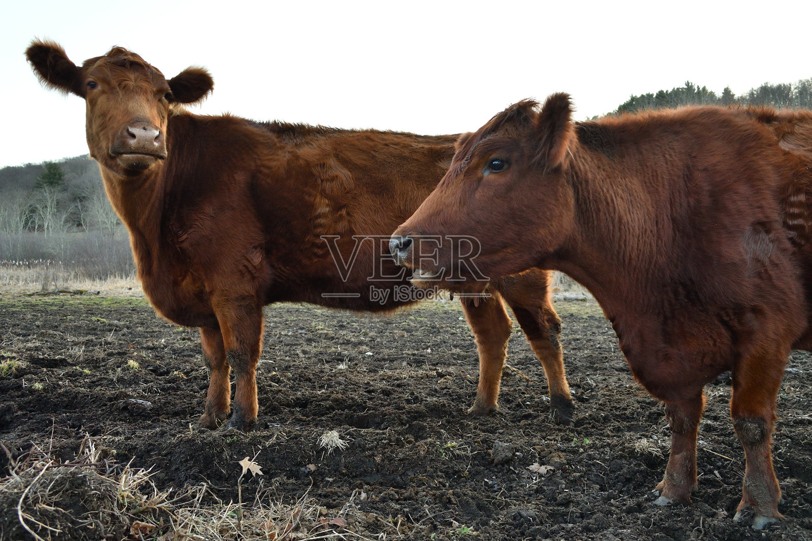 牛的同伴照片摄影图片