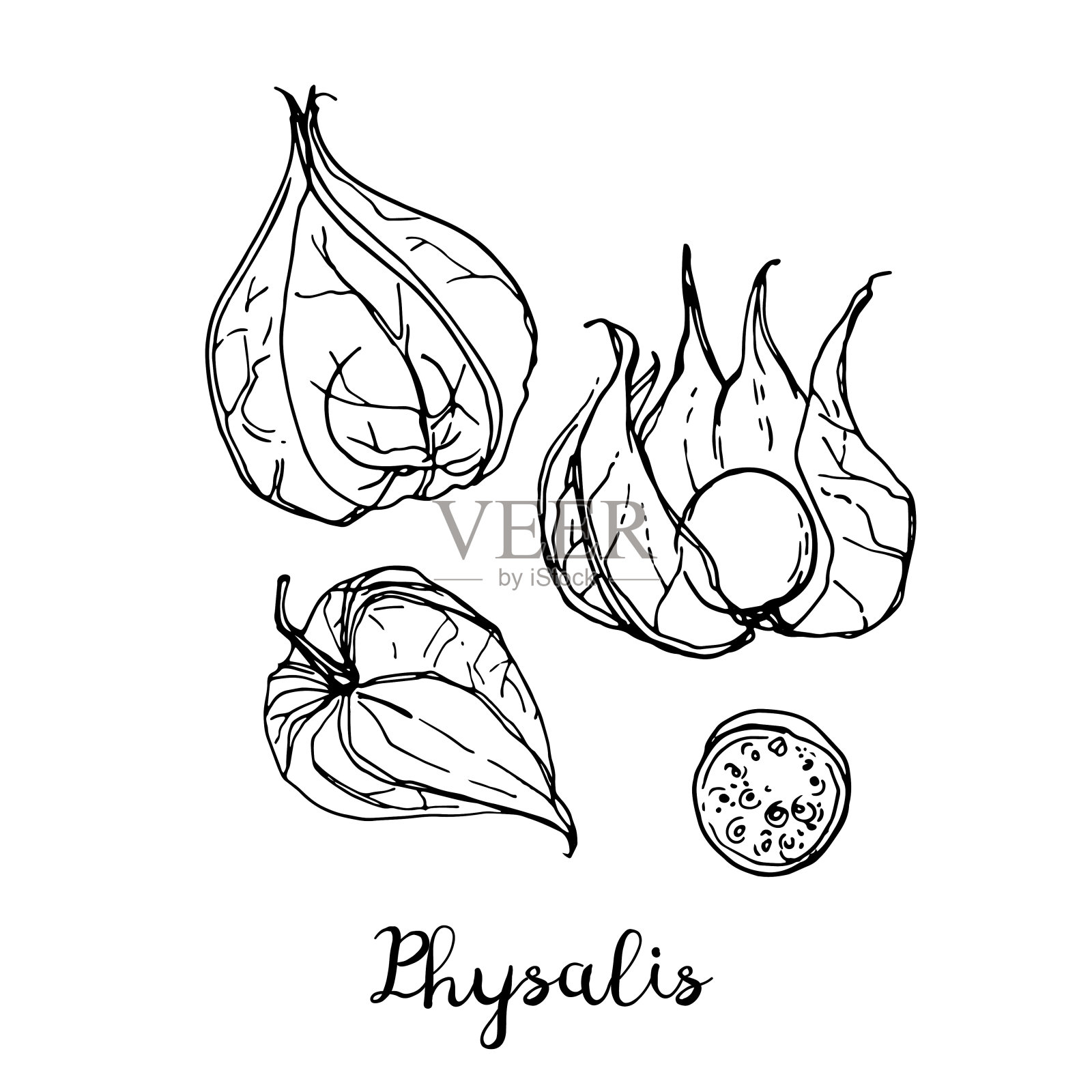 酸浆属。白色背景上用线条画出的水果。泰国水果。食物素描线。插画图片素材