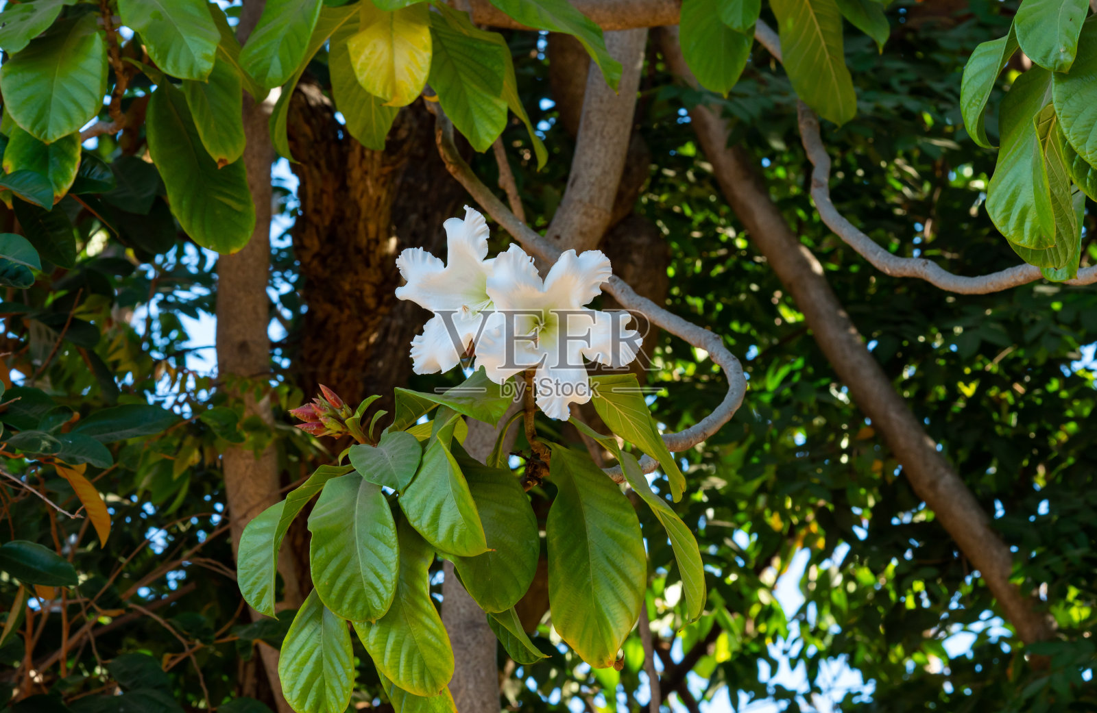 Beaumontia开大花的墙。照片摄影图片