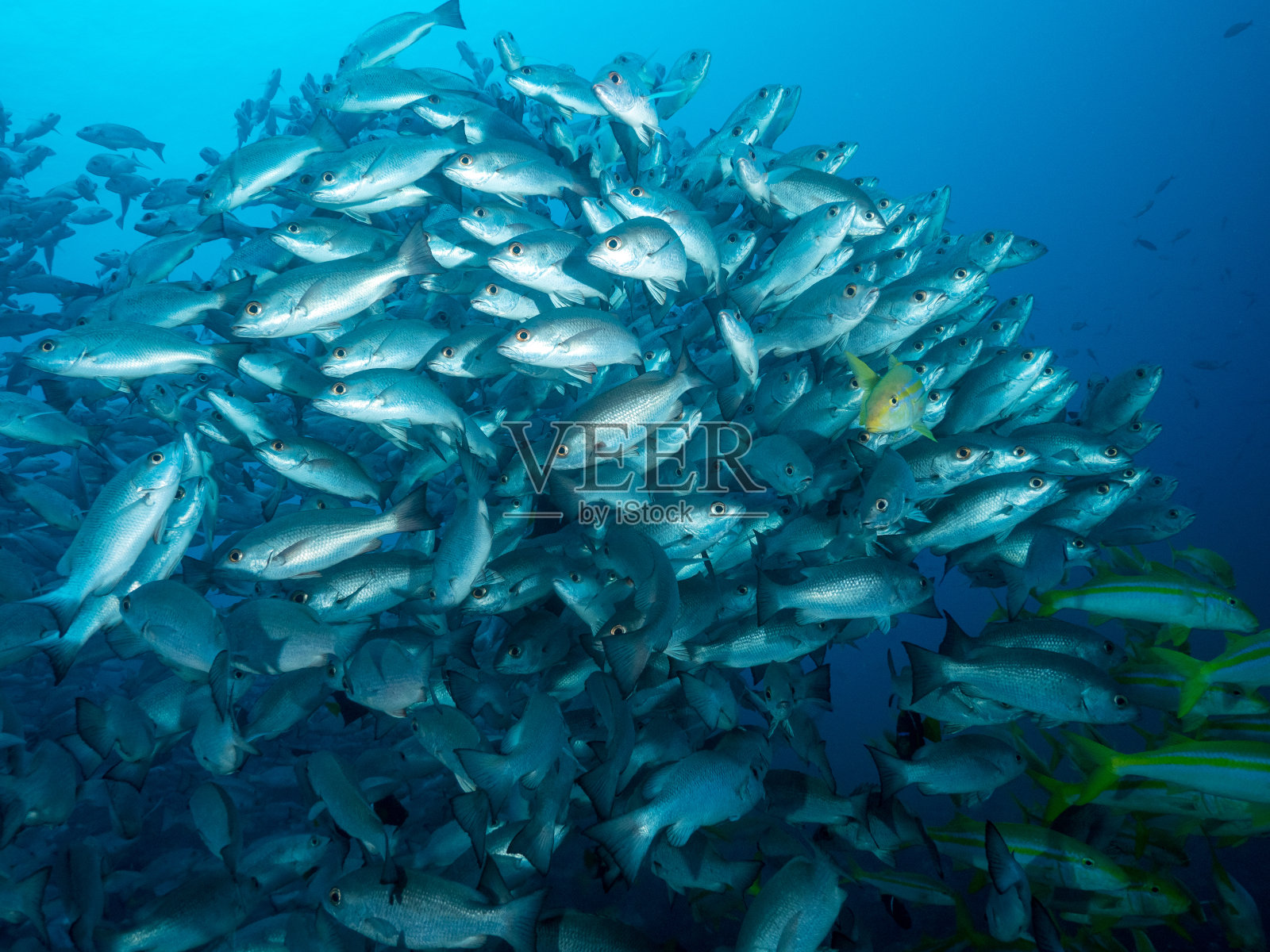 菲施施瓦姆照片摄影图片