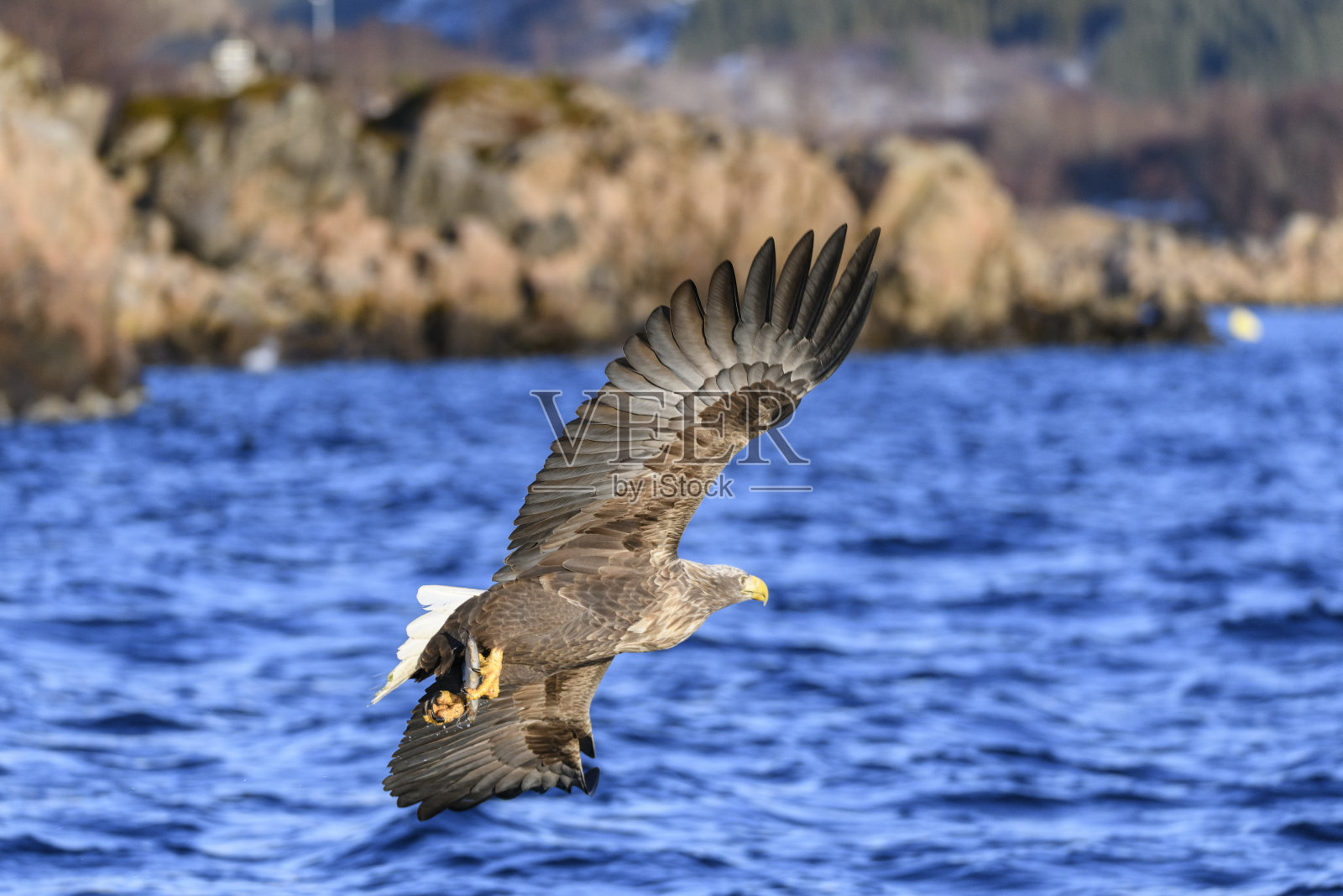 在挪威北部上空觅食的白尾鹰或海鹰照片摄影图片