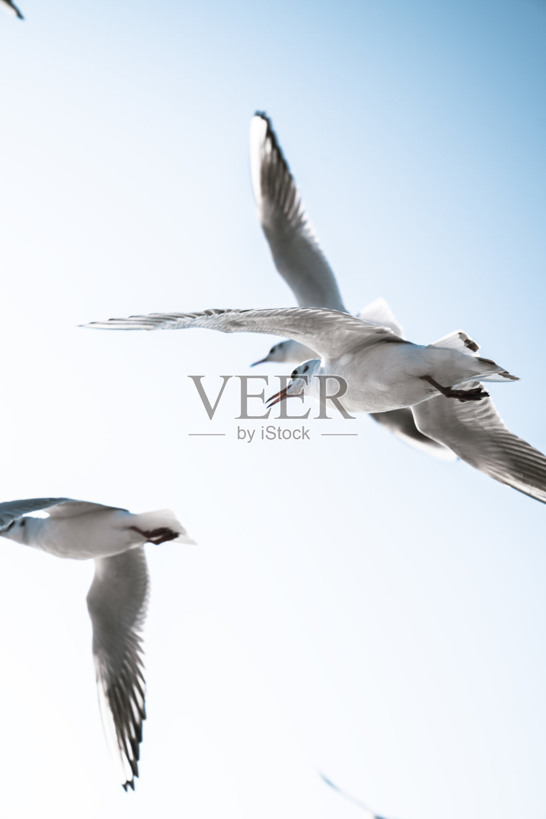 海鸥照片摄影图片