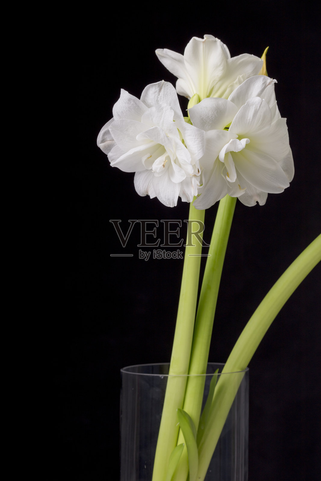 黑色背景上的白色苦楝花照片摄影图片