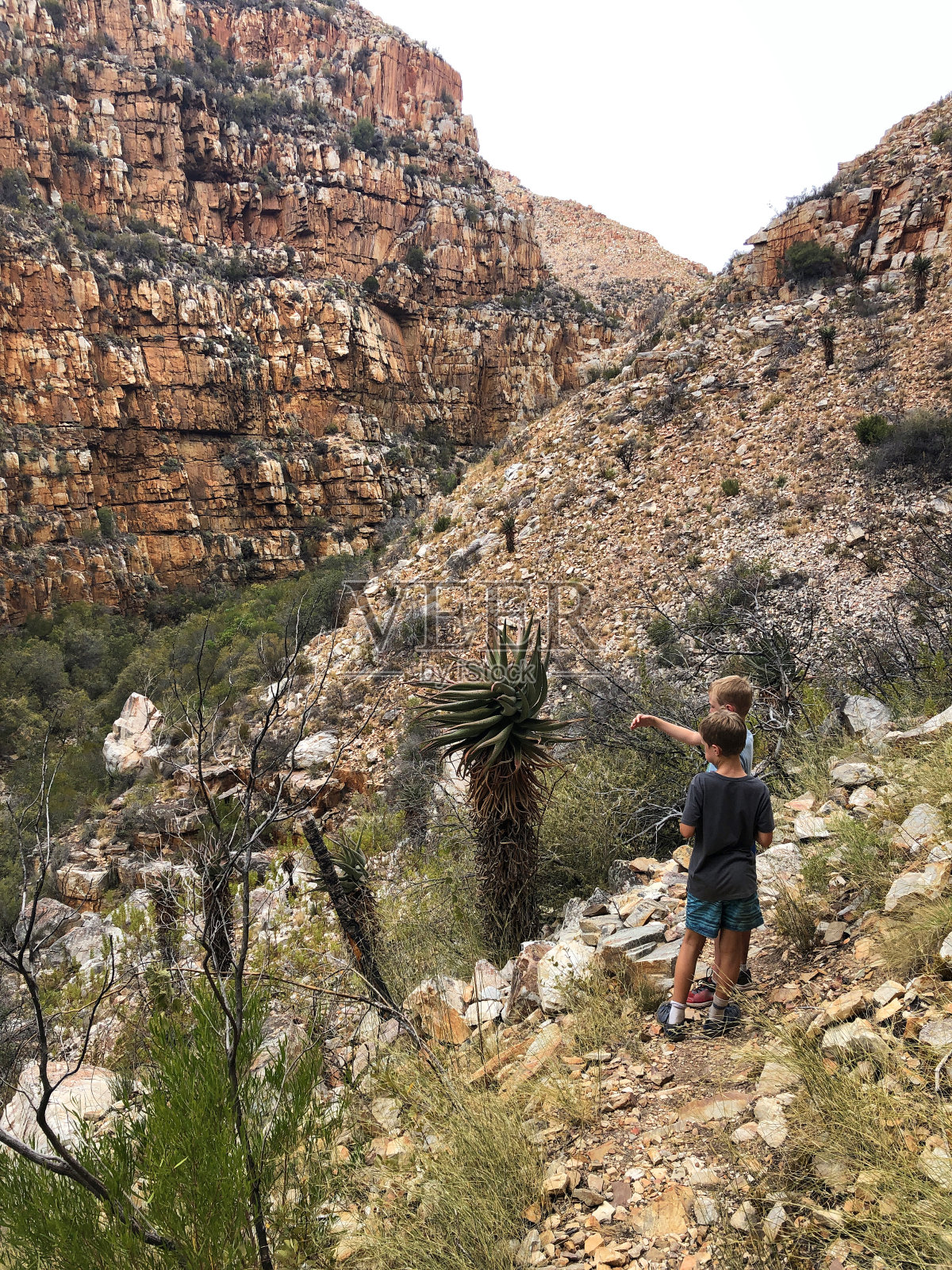 男孩们指着自然界中一种古老的芦荟看着照片摄影图片