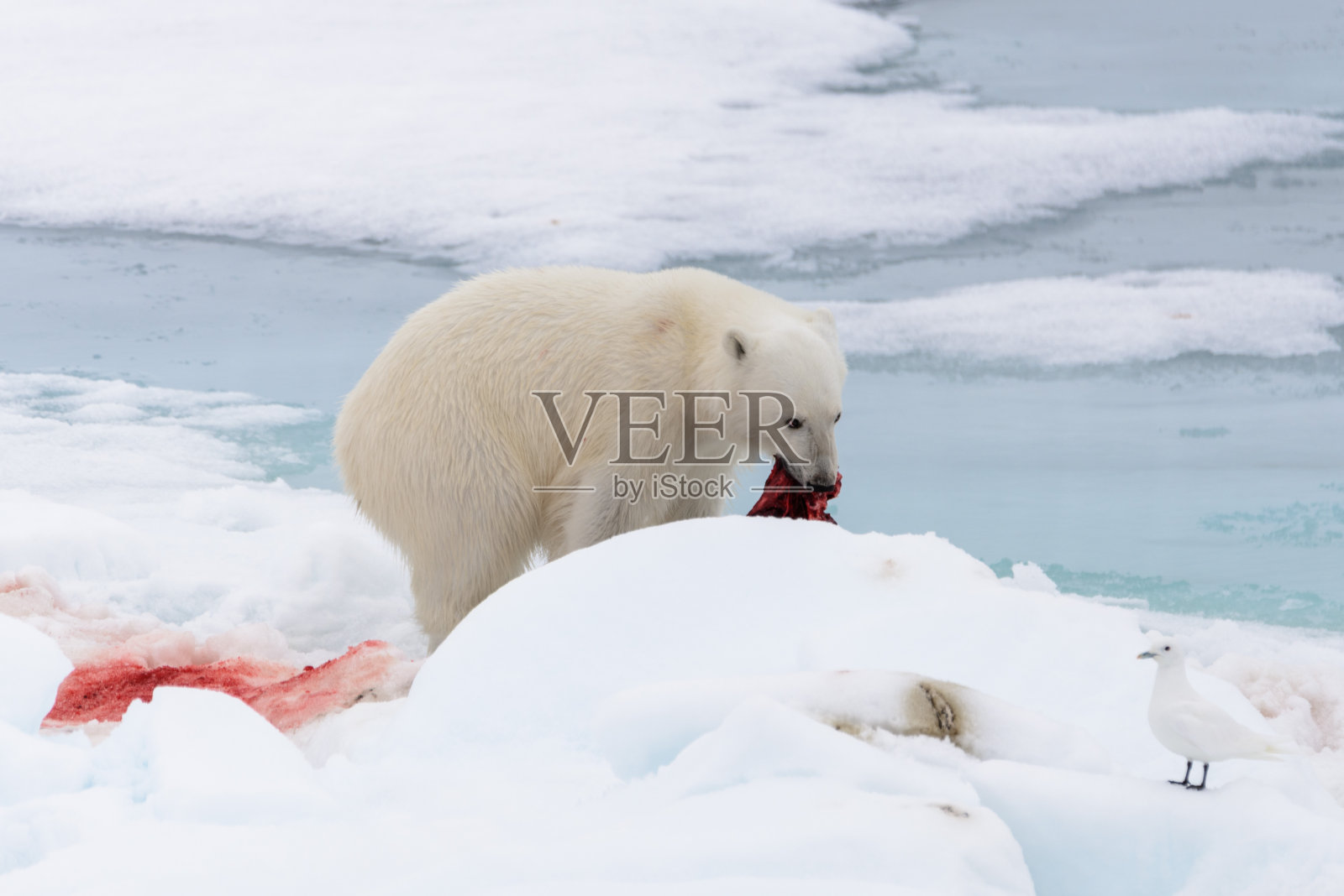 北极熊在浮冰上吃海豹照片摄影图片