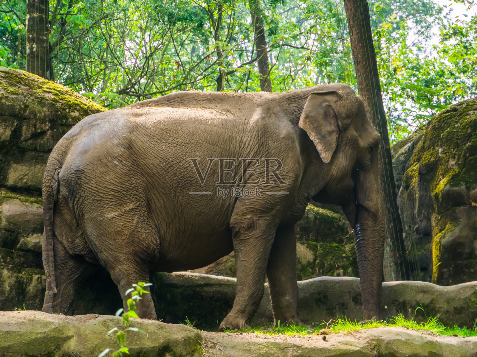 亚洲象的特写，来自亚洲的濒危动物物种照片摄影图片